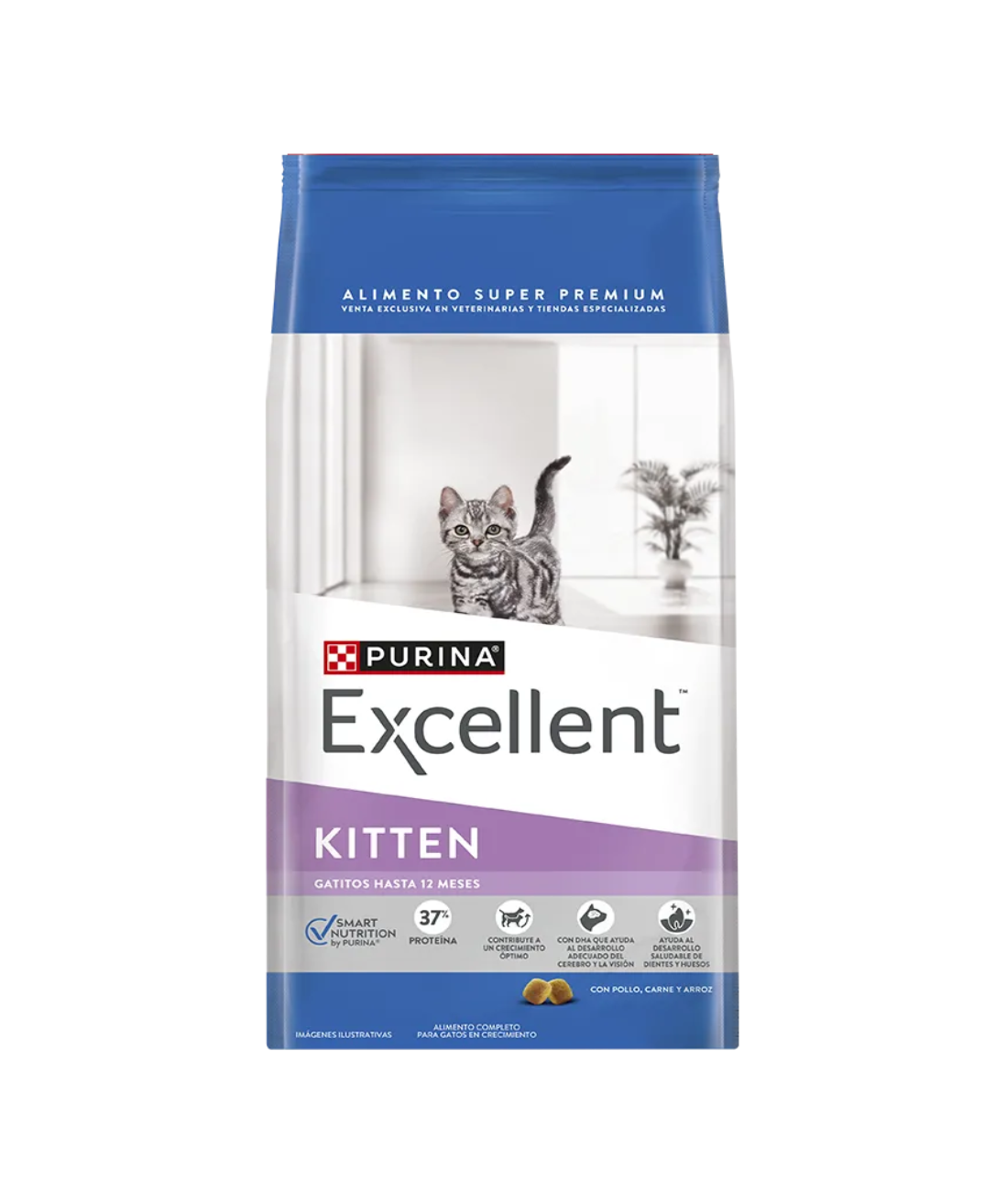 Excellent kitten