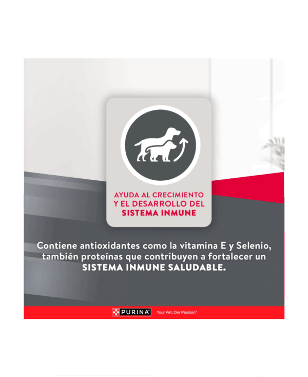 Excellent cachorro razas medianas y grandes - Image 6
