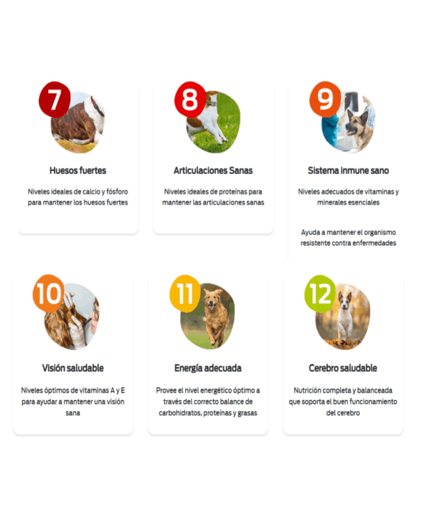 Dogui cachorro - Image 4