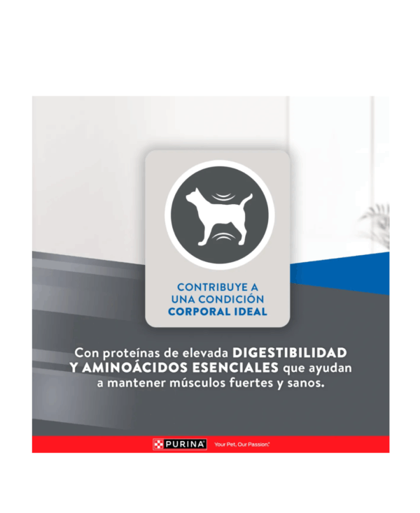 Excellent Gato Esterilizado - Image 5